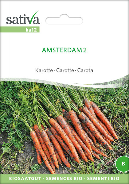 Karotte AMSTERDAM (Bio-Saatgut)