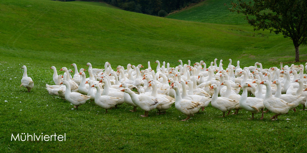 Mühlviertel - Mühlkreis / Oberösterreich