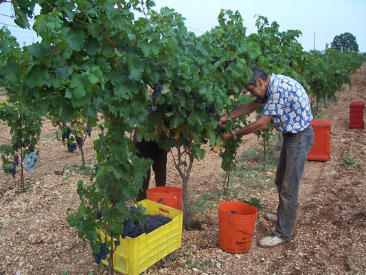 Azienda Agricola Pasquale Petrera di orfino Rosa