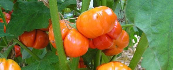Tomaten Anbauen im Garten - so gehts