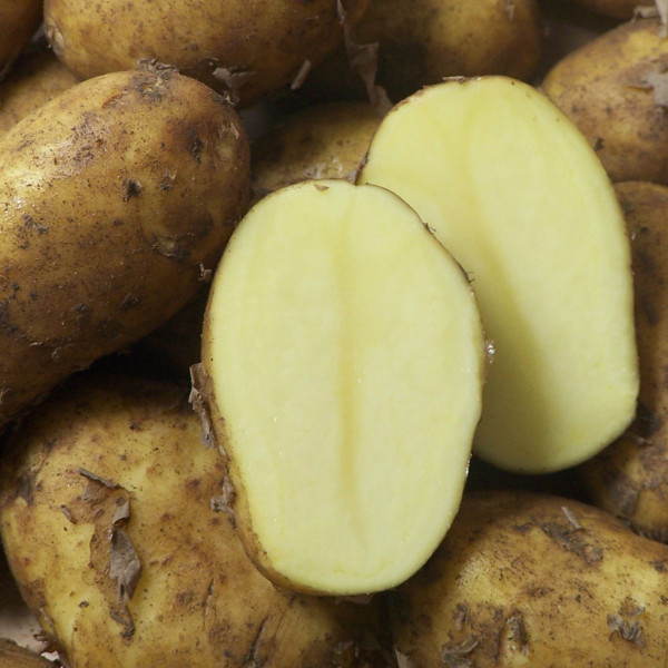 Pflanzkartoffel Gunda [m] (bio) - zertifizierte Saatkartoffeln