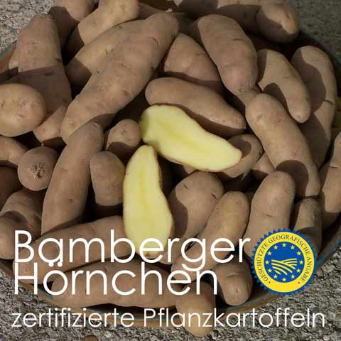 Pflanzkartoffeln Bamberger Hörnchen - anerkanntes Erhaltungs-Pflanzgut