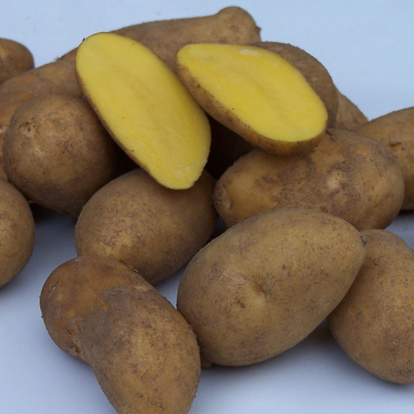 Andengold Kartoffeln