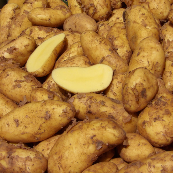 Annabelle [f] frische Frühkartoffeln aus der Pfalz (Ernte 2022)