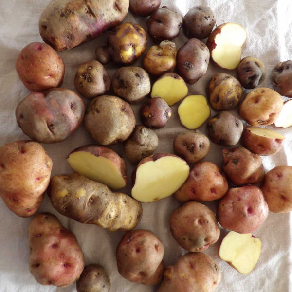LA CANARITA - die wilden Partykartoffeln (4 x 1 kg)
