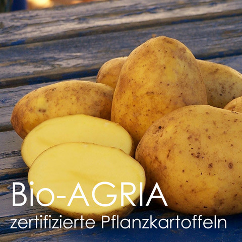 Pflanzkartoffeln Agria [vf]-zertifiziertes Pflanzgut (bio)