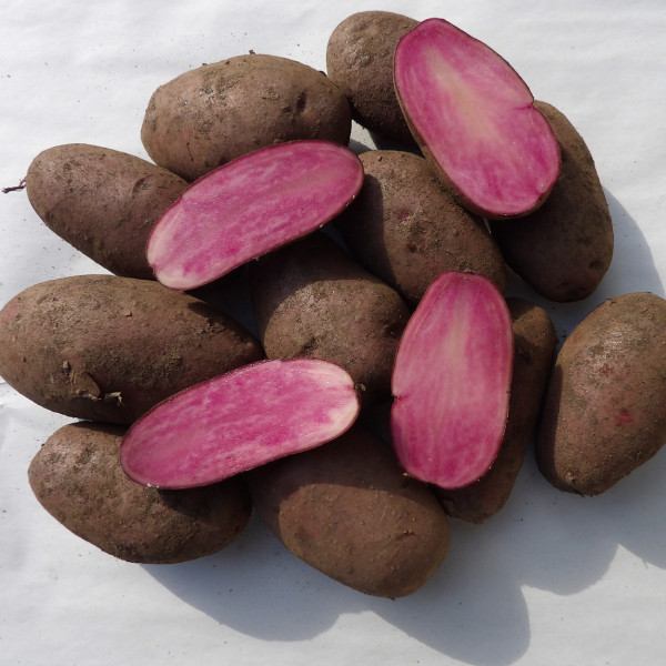 Pflanzkartoffeln HEIDEROT (bio) - zertifizierte Saatkartoffeln