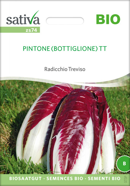 Radicchio TREVISO, PINTONE (demeter/PSR)