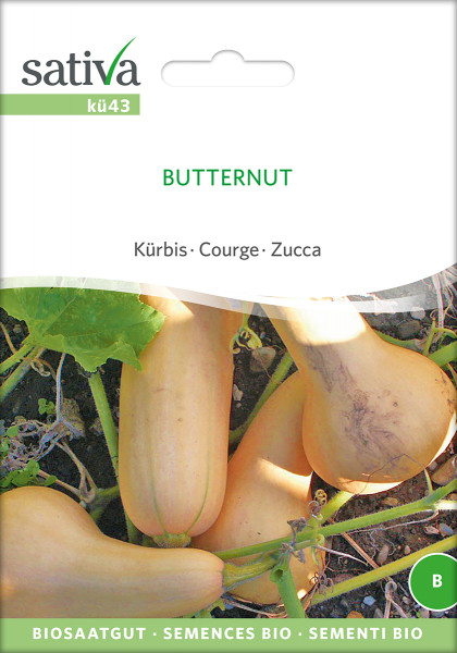 Kürbis 'BUTTERNUT' (demeter-Biosaatgut)