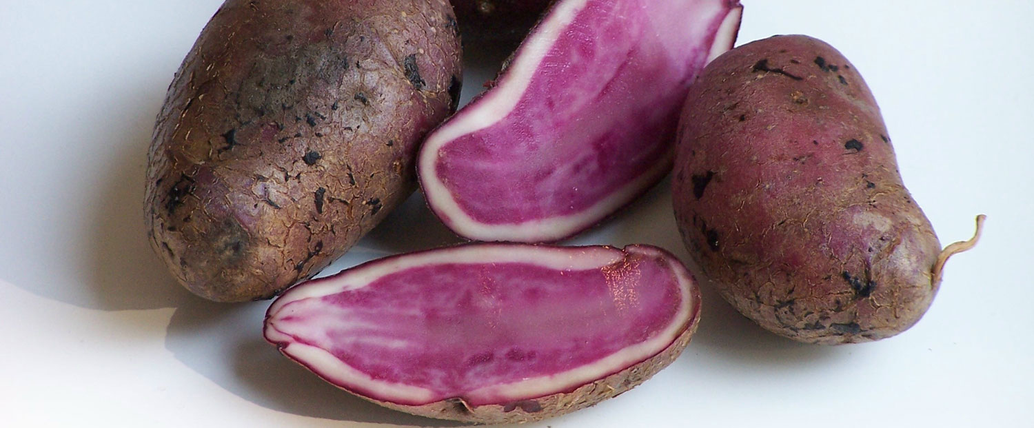 Blaue, Rote, Lila und Violette Kartoffeln | TARTUFFLI