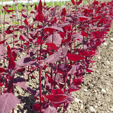 GARTENMELDE, Rote (Saatgut PSR/demeter) | TARTUFFLI