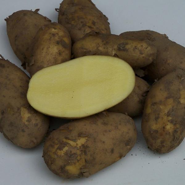 Starlette [vf] (bio) - Inselkartoffeln von der Ile de Batz