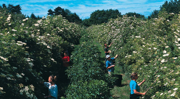 Belvoir Fruit Farms