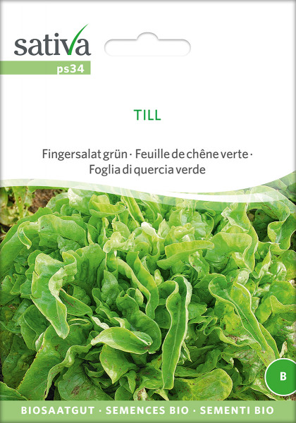 Pflücksalat 'TILL' (demeter Biosaagut)