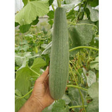Gurke ARMENISCHE (Bio-Saatgut) | TARTUFFLI