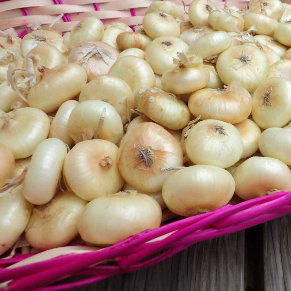 Borettane Zwiebeln aus der Emilia-Romagna