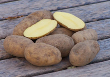 Pflanzkartoffeln Nicola - zertifiziertes Pflanzgut (bio)