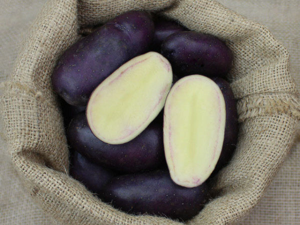 Russische Schwarze [vf] (bio) Gartenkartoffeln aus der Lüneburger Heide