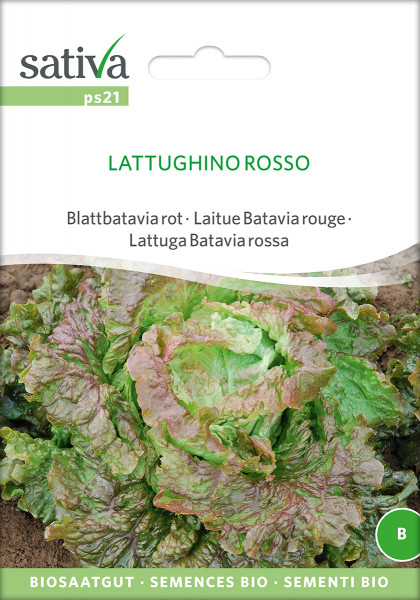 Pflücksalat Blattbatavia rot - LATTUGHINO Rosso (Biosaagut)