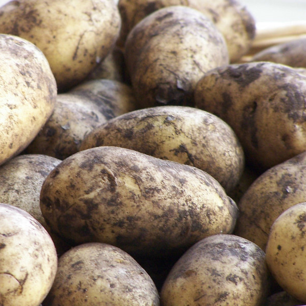 Moor-Sieglinde [fk] - Gartenkartoffeln