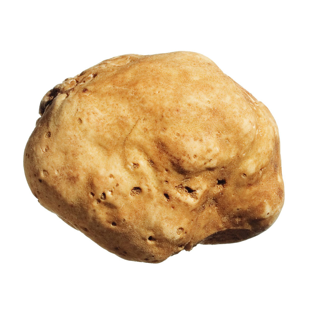 Weiße Trüffel, Tuber magnatum Pico | TARTUFFLI