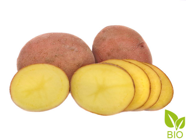 Pflanzkartoffeln Rosara [vfk] - zertifizierte Saatkartoffeln