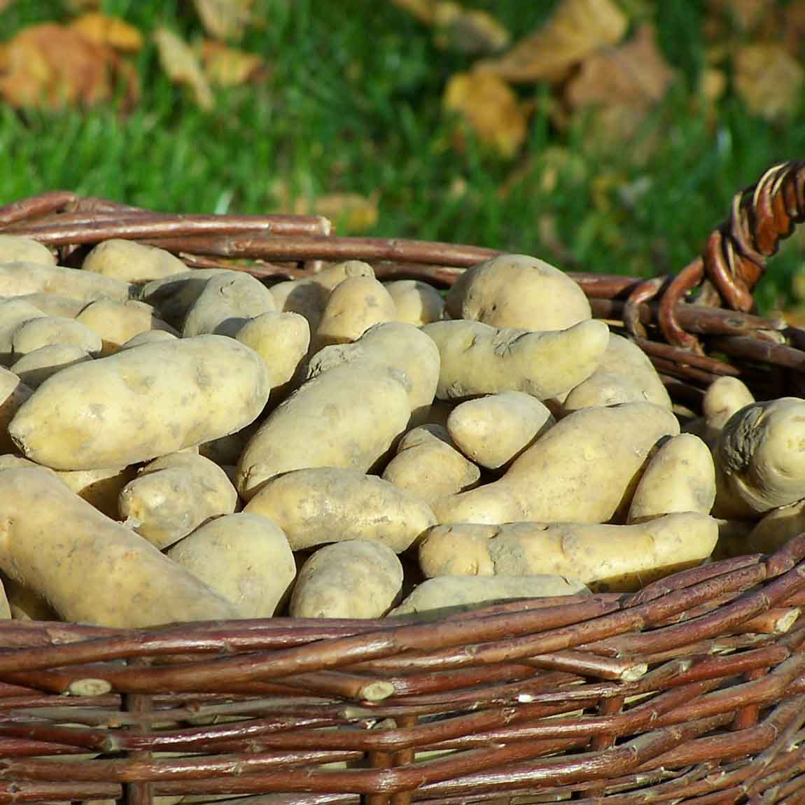 Kartoffel La Ratte aus Franken TARTUFFLI