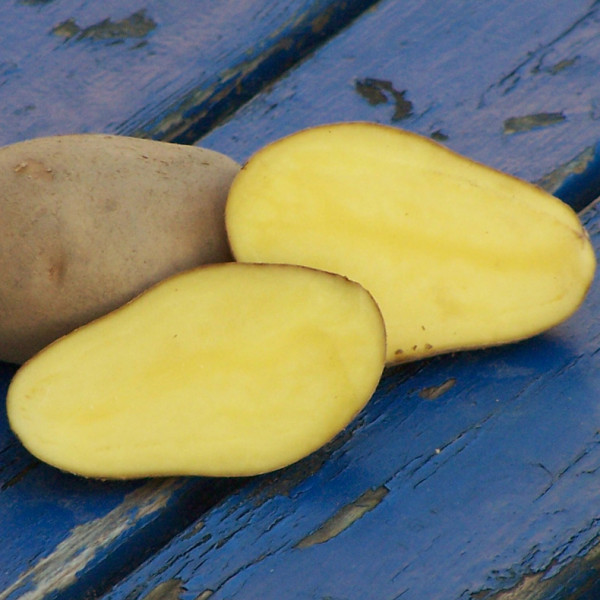 Gelb und Gut, Kartoffeln, Familienabonnement