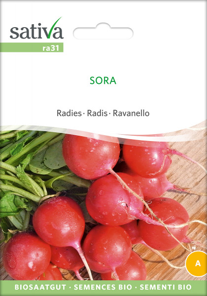 Radies 'SORA' (demeter-Biosaatgut)