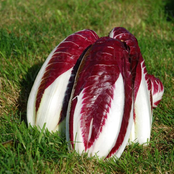 Radicchio TREVISO, PINTONE (demeter/PSR)