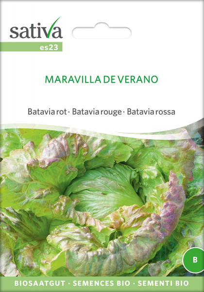 Eissalat-Bataviasalat 'MARAVILLA DE VERANO' (demeter-Biosaatgut)