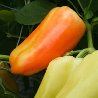 Paprika 'PUZSTAGOLD' (Biosaatgut)