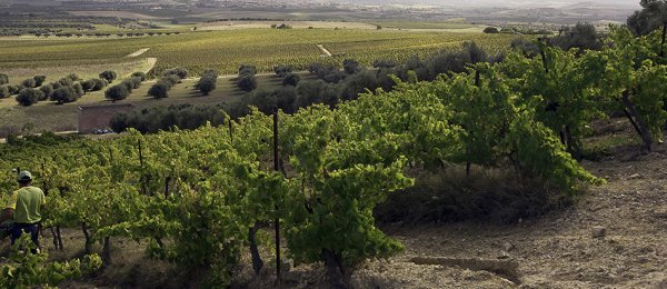 ARGIOLAS, CANTINE - Sardinien