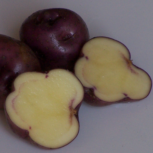 Skerry Blue [fk] Gartenkartoffeln aus Franken