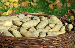 Kartoffelsorte La Ratte aus der Heide