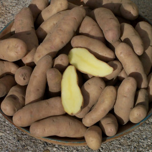 Bamberger Hörnchen g.g.A. - Speisekartoffeln Bamberger Hörnchen g.g.A. - Speisekartoffeln