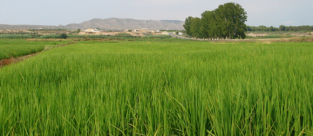 Murcia (Comunidad Autónoma de la Región de Murcia)