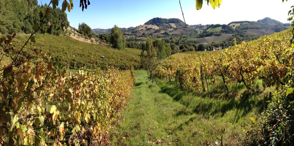 Azienda Vinicola Rocchi